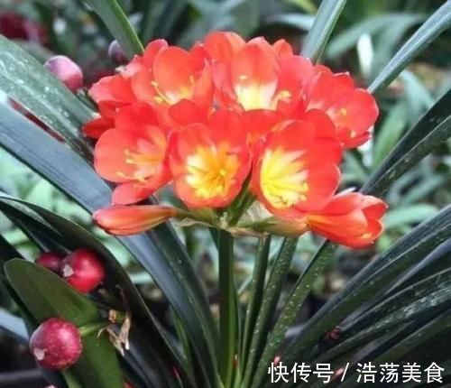 绿植|很多人觉得君子兰挑剔,很难养开花,了解几点,花苞冒不停