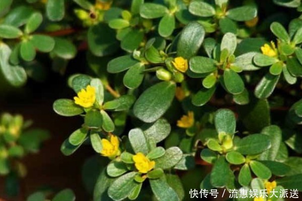 有了白头发别急用染发剂!马齿苋加一宝,白发变黑发,还有大惊喜