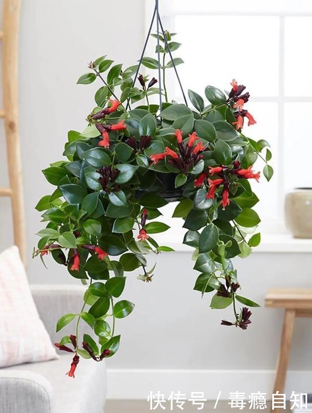 在室内半阴处容易开花的11种盆栽开花植物,家里可多种几种!