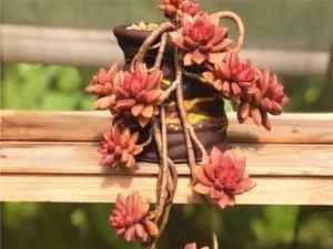 养多肉姬胧月,了解掌握3个技巧,1年长成悬崖老桩