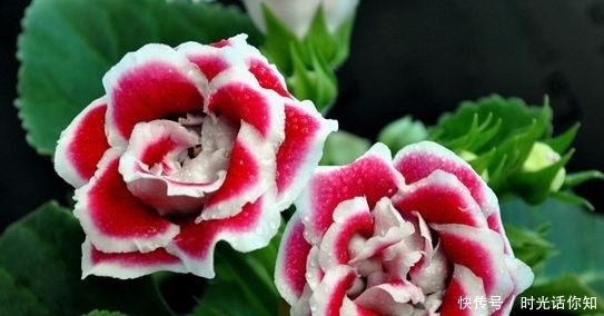 几种花卉仙气十足,养在阳台最合适,漂亮上档次