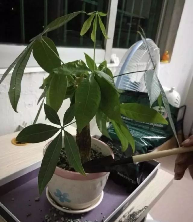 给发财树喷一点小玩意,叶子翠绿发光,新芽新枝条蹭蹭冒