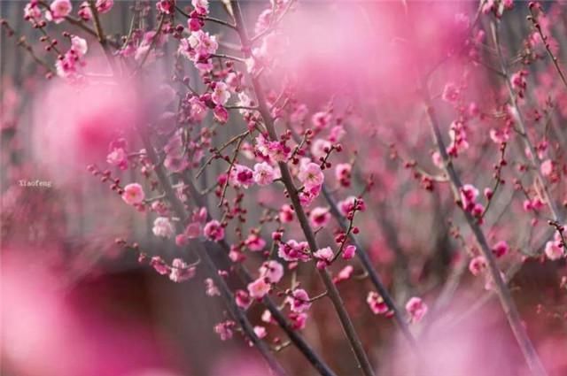  赏读邵雍梅花诗五首：数点梅花天地春，忽逢甲子又兴元