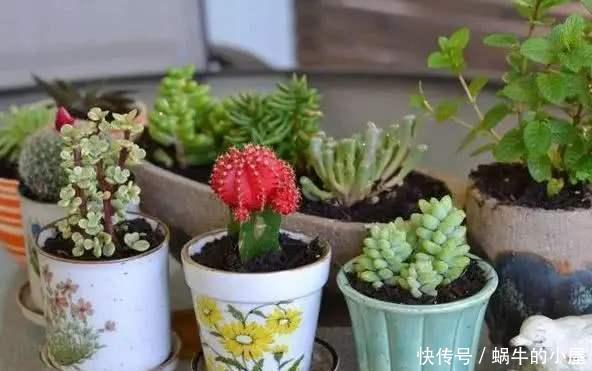 养花|花养不好不是太懒,而是方法错误,这几个坑你知道吗