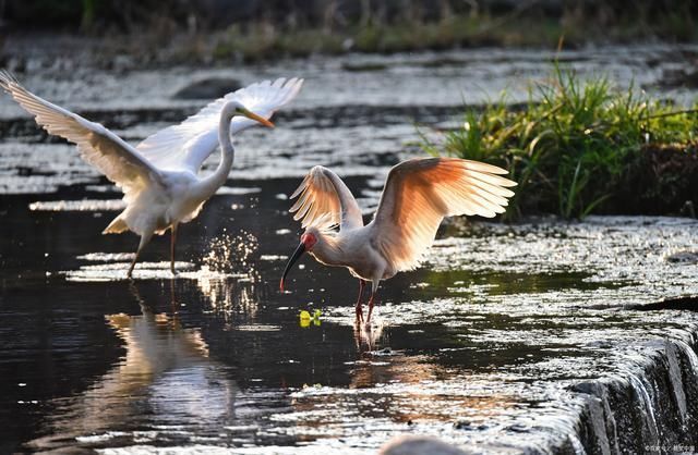 鸟仙$朱鹮诗词14首久经风雨珍稀鸟,起舞蹁跹着彩妆