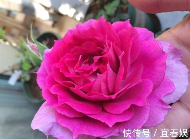 战斗机|此花耐热耐旱,花色艳红,香气四溢,四季开花,誉为开花战斗机