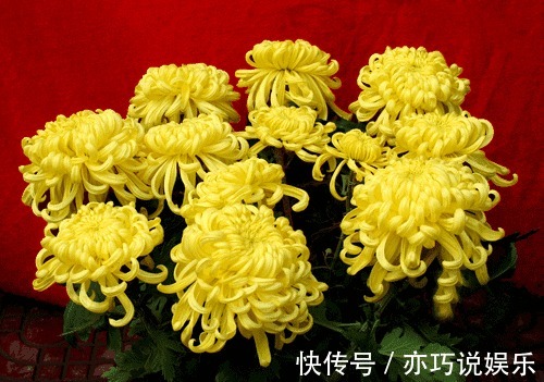 花苞|想让菊花“开花多”,9月开始做3点,花苞大、花朵密,太迷人