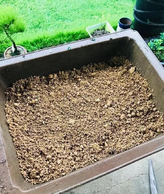 养盆景不能急于求成,遵循循序渐进的过程,这6点切忌不要触碰