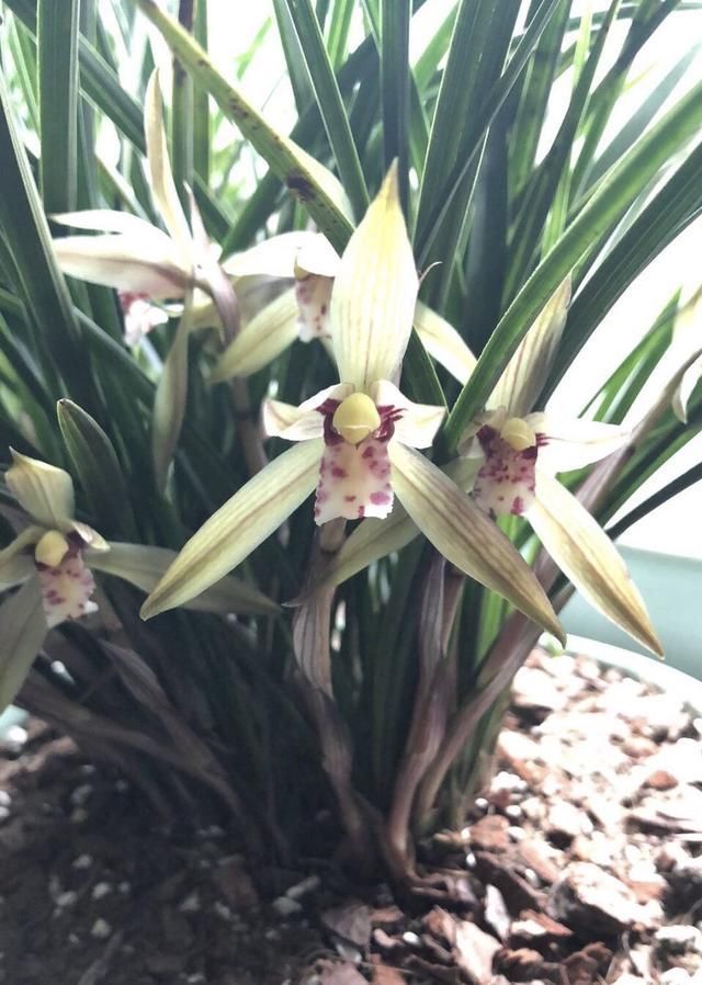 散射光照|家里兰花“只长叶子、不开花”做了这2步,直冒花箭