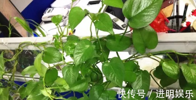 养殖|想要办公室养眼有亮色，这几种“必种”植物不能少，你有吗