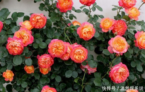 几种花卉养在家里,花大色艳胜玫瑰,喜庆又漂亮