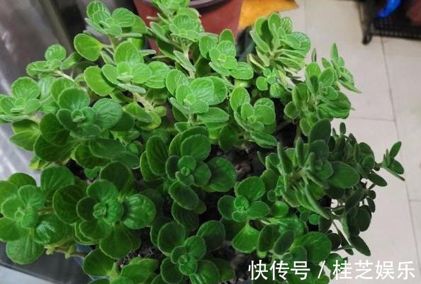 盆栽|居家养花草，哪些植物好看又好养盆栽此5款，有些还能吃