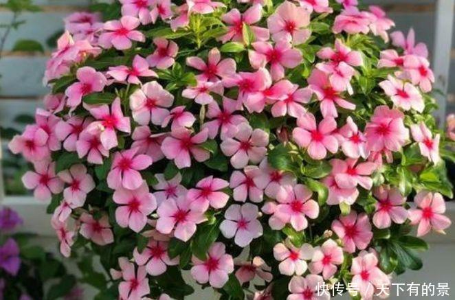 4种花很耐养,惊艳如花球,沾土就能活,好养易爆盆