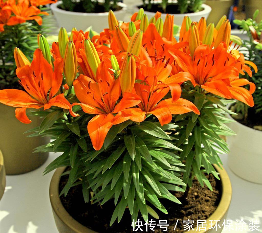 夏天|7种漂亮花,自带“体香”,阳台养一盆,家里就像喷香水