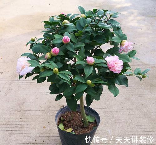 肥大花|7种“漂亮花”,天热要加“大肥”,肥大花大,缺肥耽误一年花