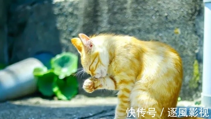 喵星人|日本怎么那么多撸猫圣地啊!