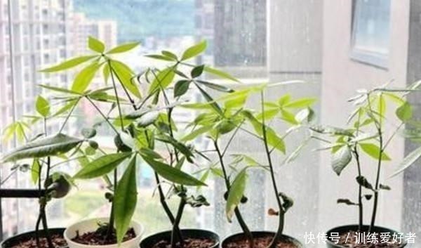 月季|8种花不用花钱买,掐片叶、剪根枝,找个花盆种起来,家里放不下!