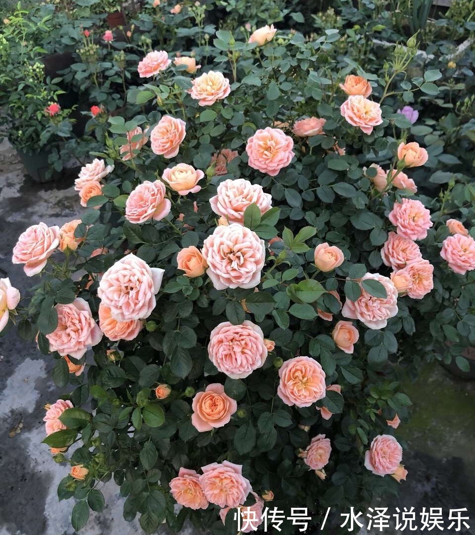 磷酸二氢钾|2种促进植物开花的“万能肥”,花期前,浇水加一勺,蹭蹭冒花苞