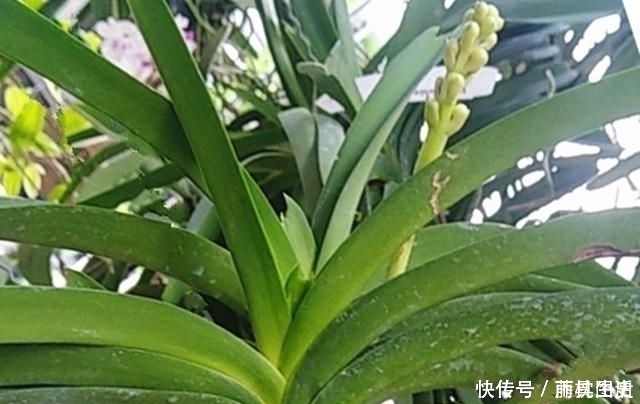 老爸|老爸买了两盆兰花很特别，养兰这么多年还头一次见过