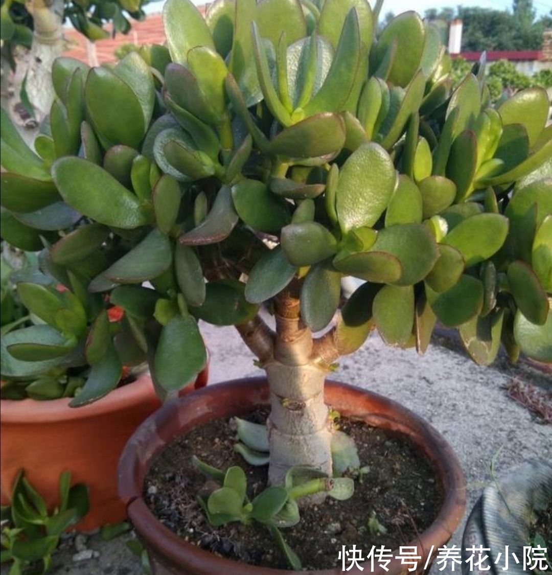 家里养4种“耐旱花”，冬天记得要控水，不然烂根又落叶