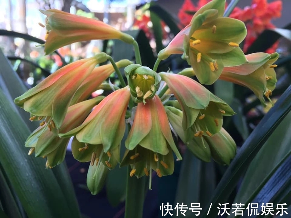 君子兰|君子兰的担心好不容易度过夏季，会不会死在秋老虎天气