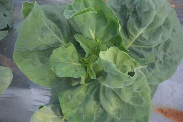 甲状腺激素|有甲状腺结节的人,到底还能不能吃十字花科类蔬菜注意一种吃法