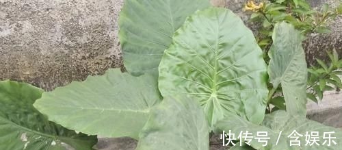 芋头叶|会吃的人最长寿，3种食物离不开，滋补身体，增强体质！