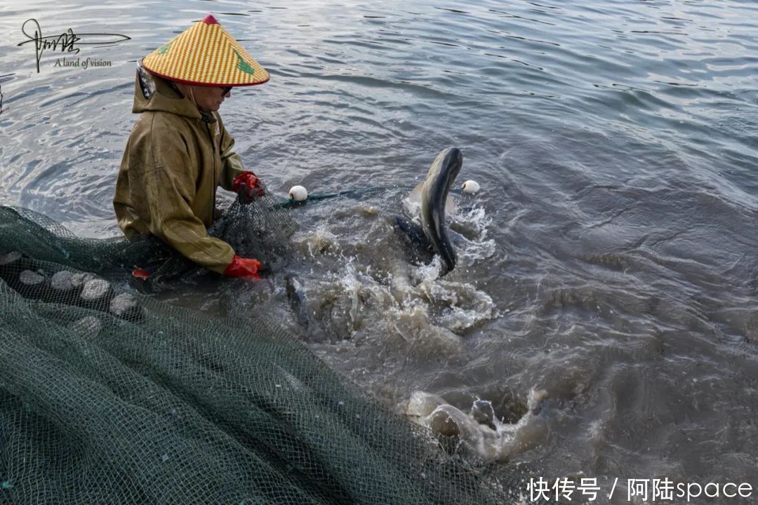 白塔|白塔湖里有个桃花岛，可以现场观看当地村民捕鱼，场面极为壮观