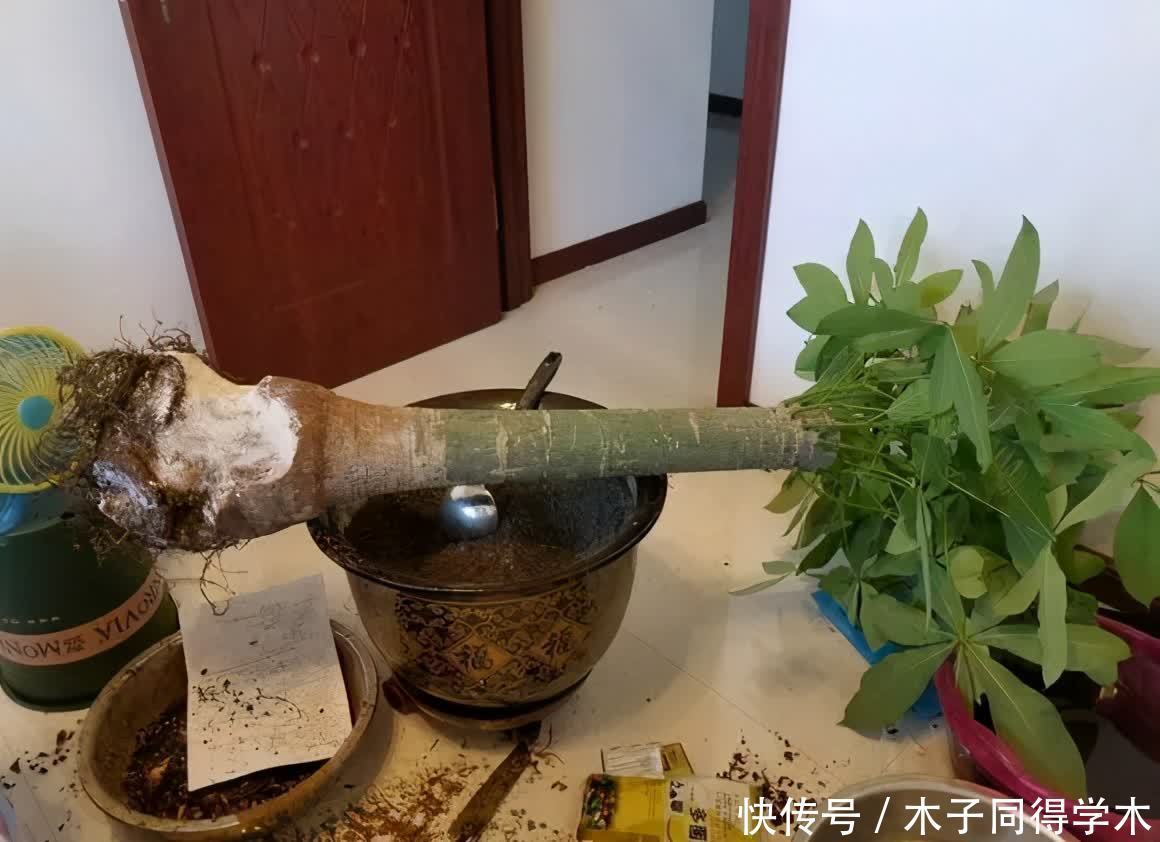 春天养花，4种情况下，统统都要剪，剪得越狠，花芽越多