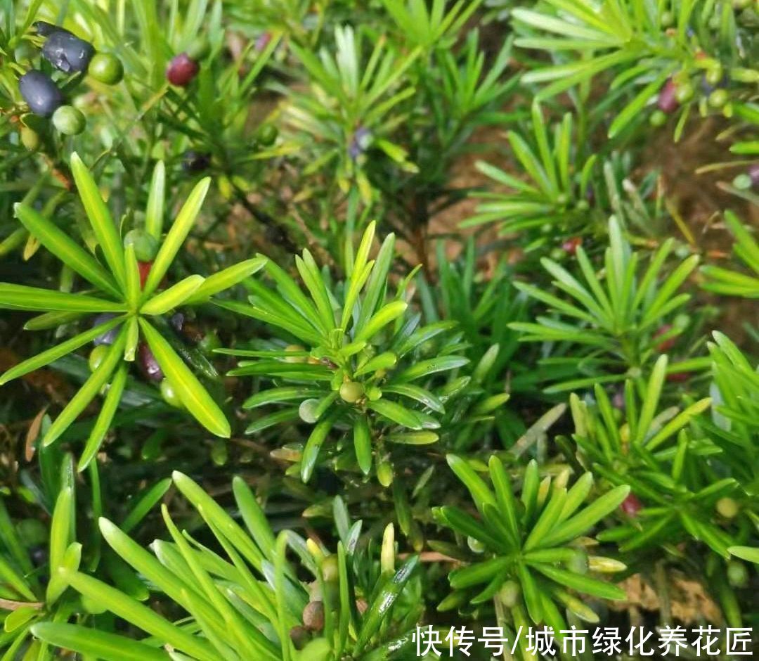 青苔|罗汉松小盆栽上盆以后一直从顶部开始枯叶是怎么回事？青苔是祸端