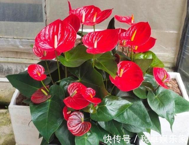 红掌烂根不要怕，教你几招，轻松救活，新叶不断冒，花开不停