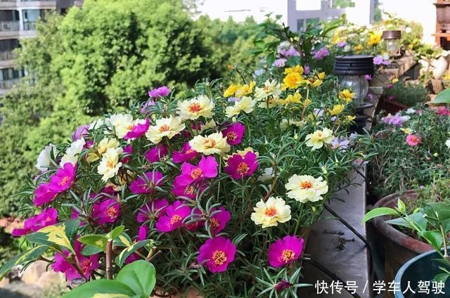 有院子一定要养“2种”花，剪1根枝条“沾土就活”，变成小花园！