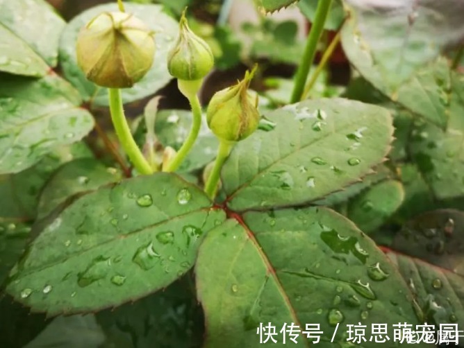 磷酸二氢钾|月季现在赶紧施肥,不然越长越差,上肥后月月开花