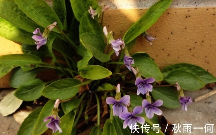 春天里|农村这种野草，是治痔疮的良药，现在价格有点贵要10元一斤