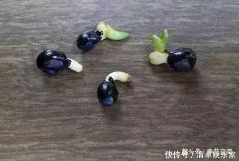 可爱|水果吃剩下的果核养成窗台上可爱的盆栽,你尝试过哪种