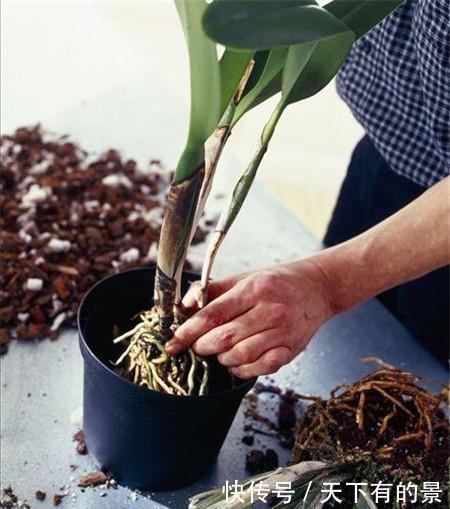 植物|养花杀手的臭毛病,怪不得养啥都死