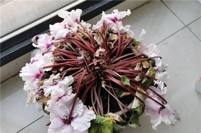 6种花一天不浇水,叶子就耷拉,缺水3天就死翘