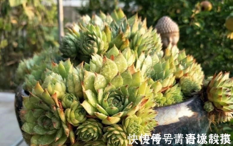 老桩|5种不起眼的小盆栽,价格便宜养护简单,越养越精贵,适合新手