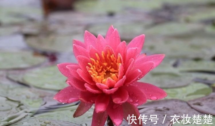 “四蒂睡莲”长什么样?一起来花博园看荷花、莲花群芳争艳