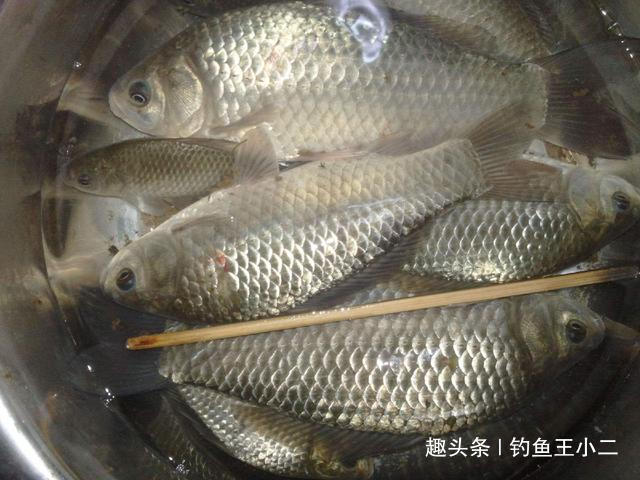 饵料|别再抱怨冬季钓不到鱼,掌握3个秘诀,让你初冬钓鲫鱼钓到手软