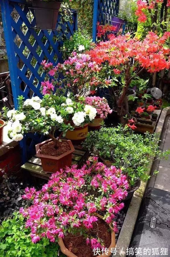 杜鹃花|5种花叫做“度夏难”，到了夏天就黄叶干枯，花友年年养年年买
