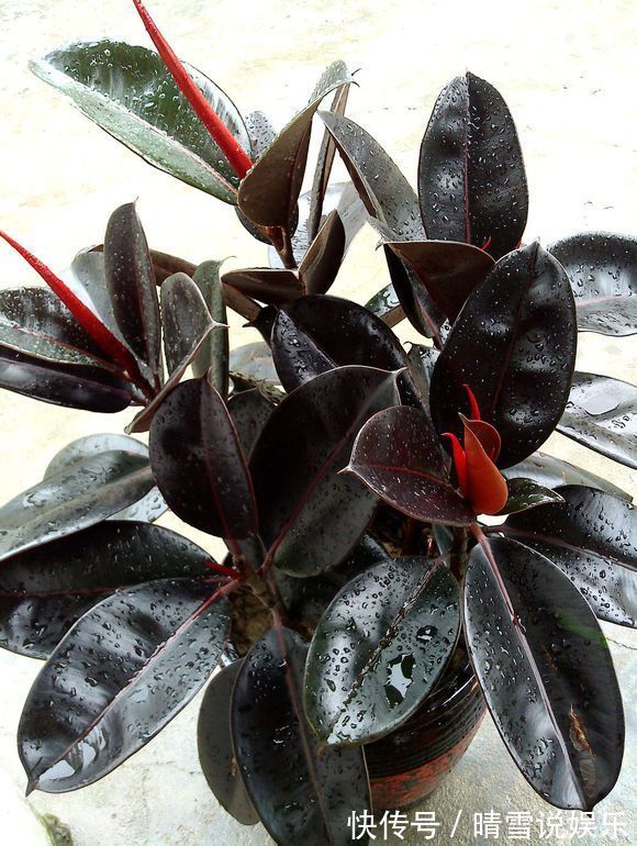 修剪|盆栽橡皮树,养护有诀窍,叶子亮的能发光,枝干粗壮,百搭盆栽