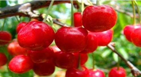 长寿|想长寿要先会吃,3种食物不可少,排毒养颜,有益健康!