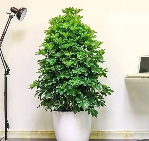三种“吸毒花”,个个都是吉祥花,家里养一盆,呵护全家健康