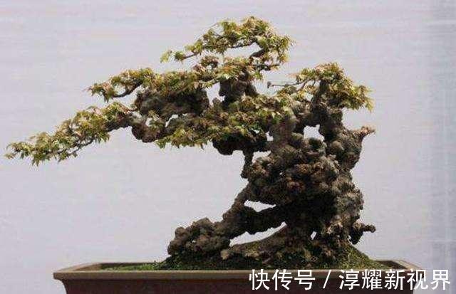 树皮|树桩盆景怎么提升价值试试促老催古,看上去古老苍劲
