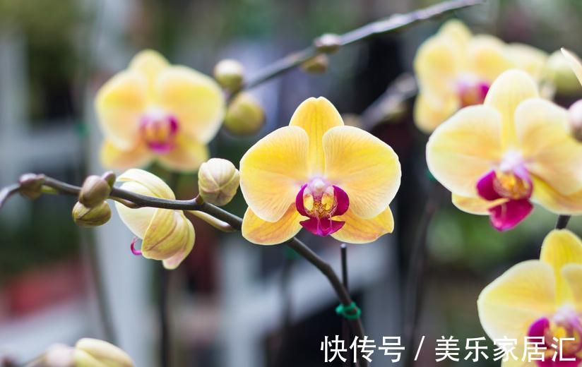 盆栽蝴蝶兰养护做好几点,简单实用,花大色艳