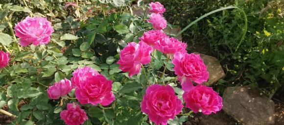 病菌|养花必备的杀菌剂,到底怎么用?多菌灵只是“初级”,黄叶不管用