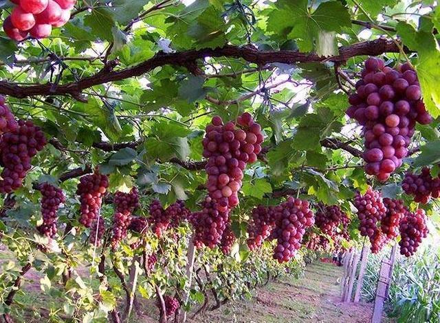 龟背竹|阳台盆栽“葡萄树”,简单种植、养护,来年挂果,采摘1大盆,值