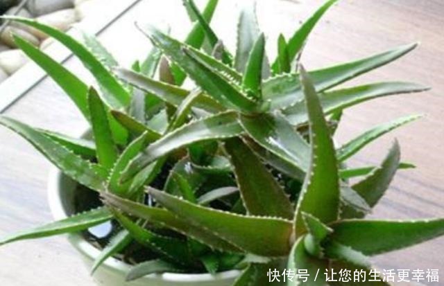 卧室中摆一种“植物”,空气清新,漂亮、美观,有益睡眠!