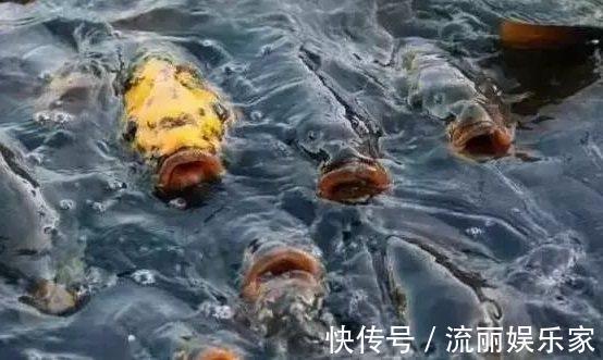 看鱼星辨别鱼种,每一位钓鱼人进阶必学技能